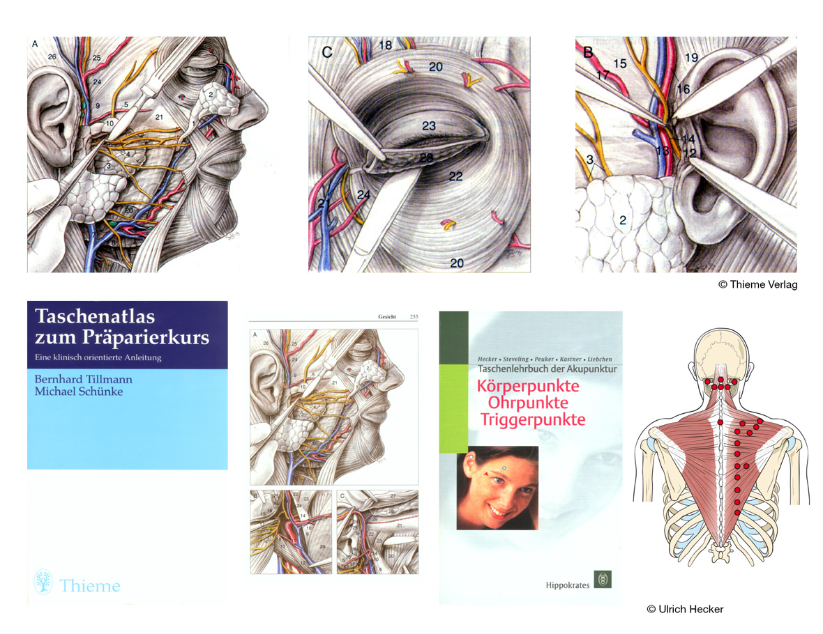 Medizinische Illustrationen © Thieme Verlag Ulrich Hecker